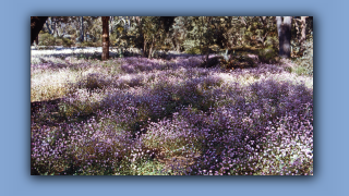 1993_WA_D05-16-16_Strohblumen (Helipterum roseum).jpg